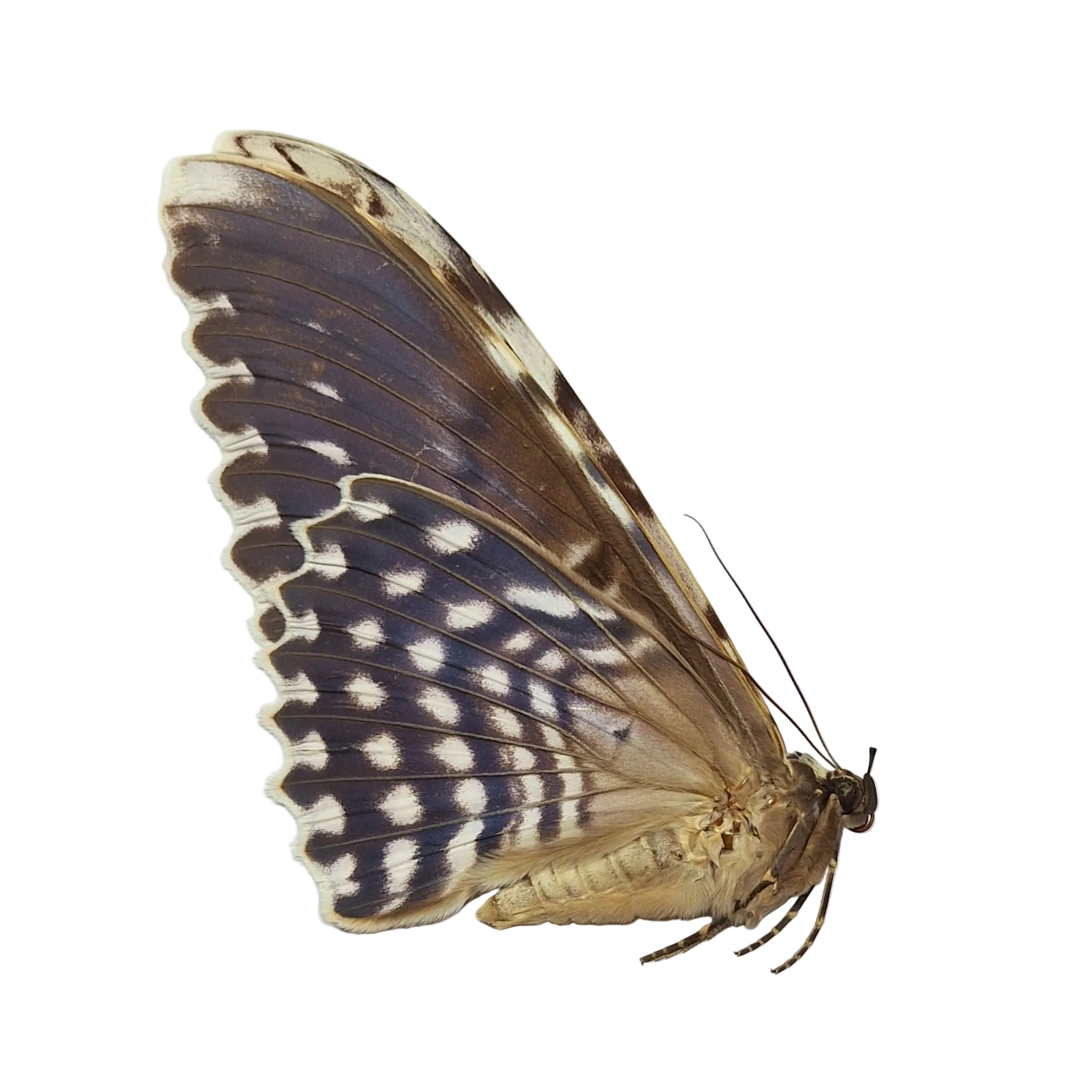 Thysania agrippina (zeldzaam) Onopgezet
