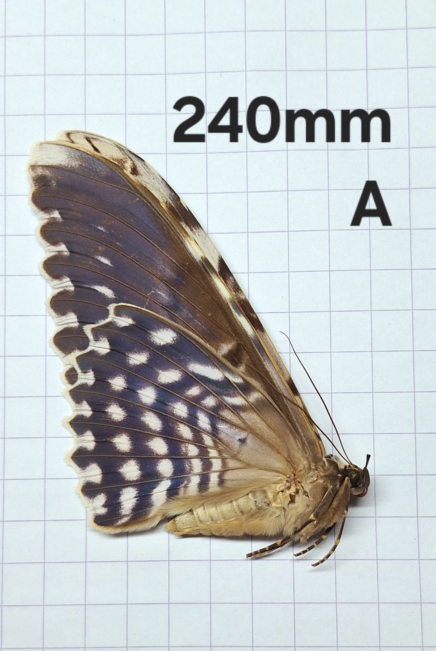 Thysania agrippina (zeldzaam) Onopgezet