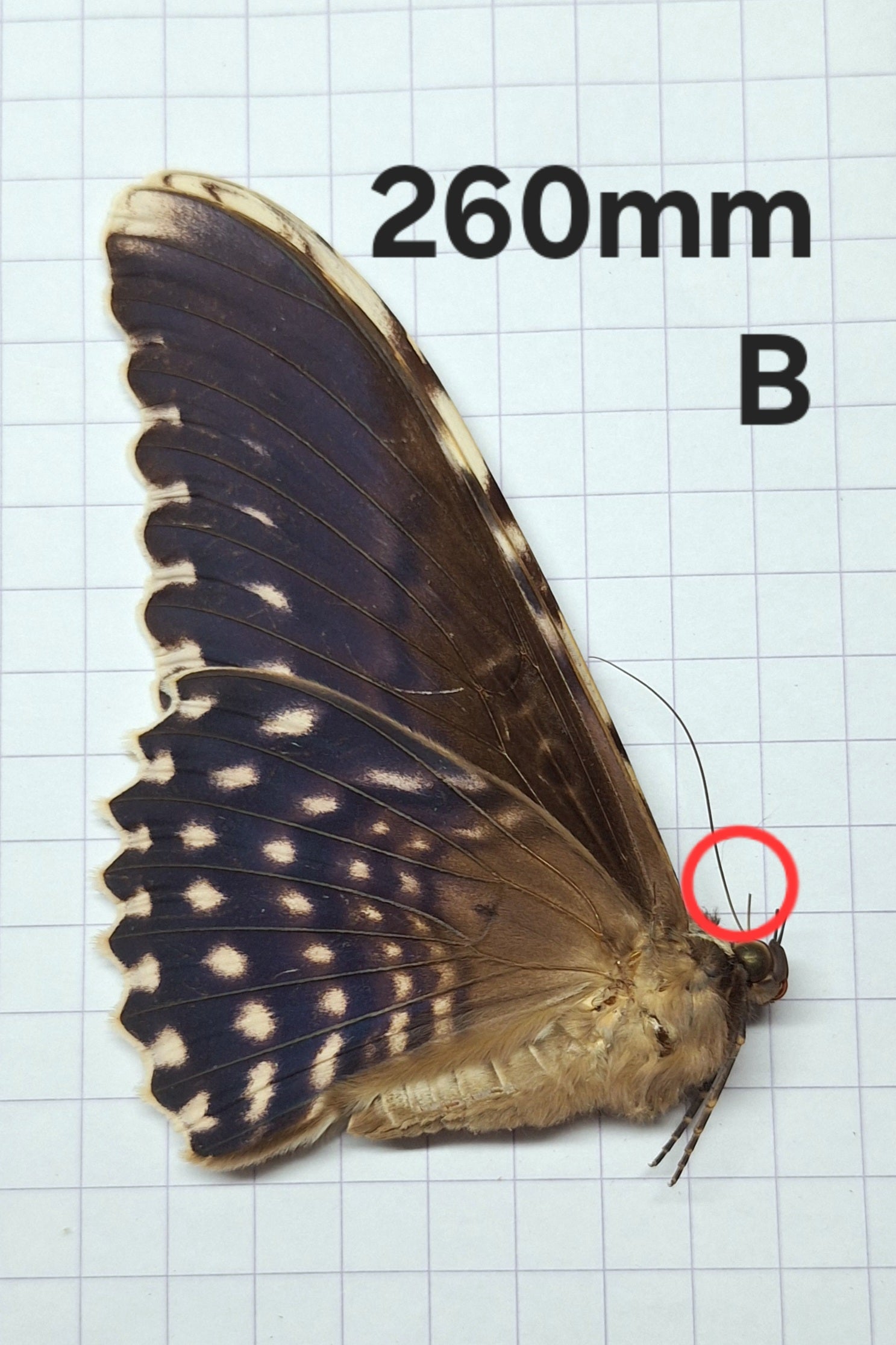 Thysania agrippina (zeldzaam) Onopgezet