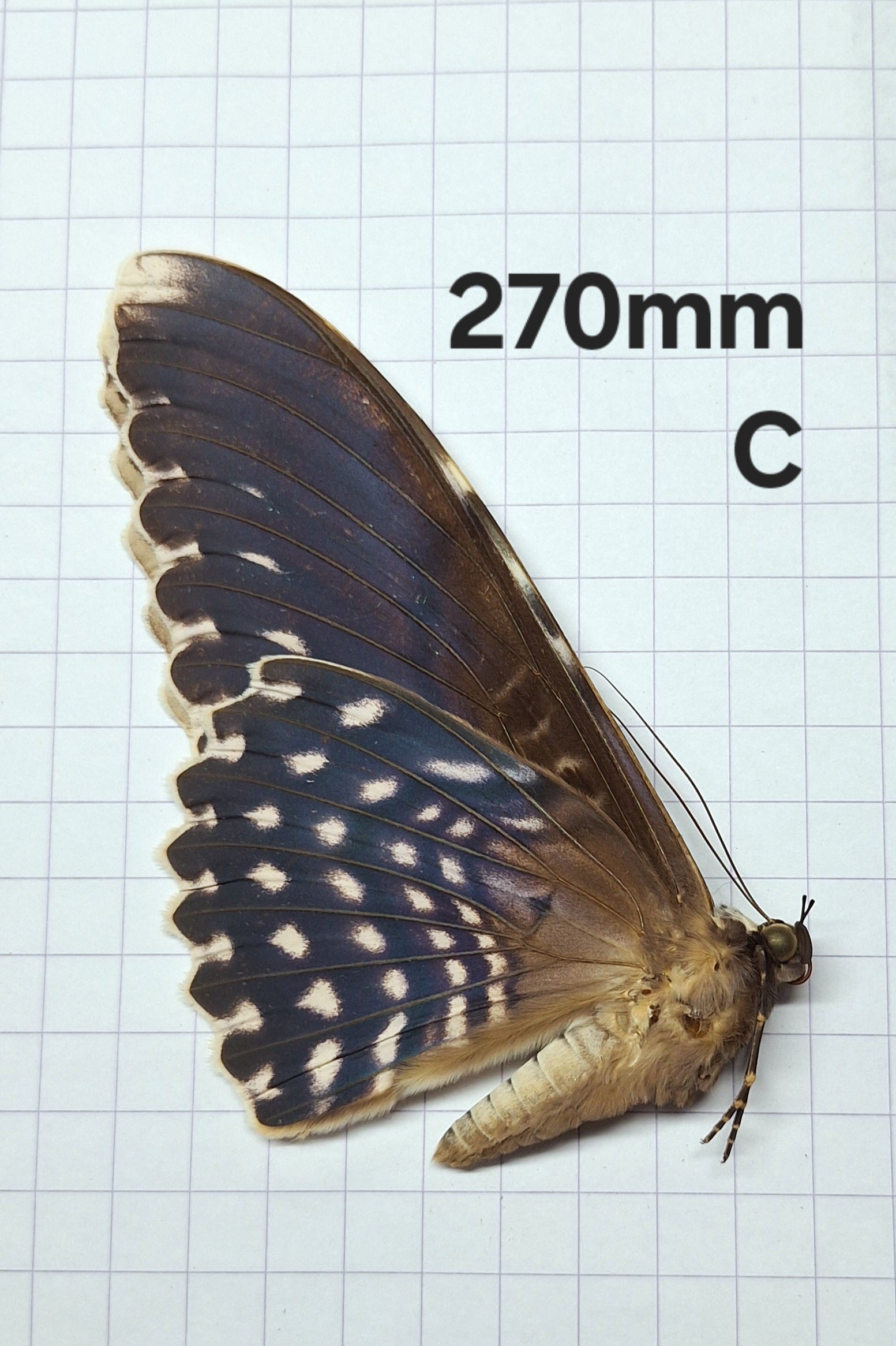 Thysania agrippina (zeldzaam) Onopgezet