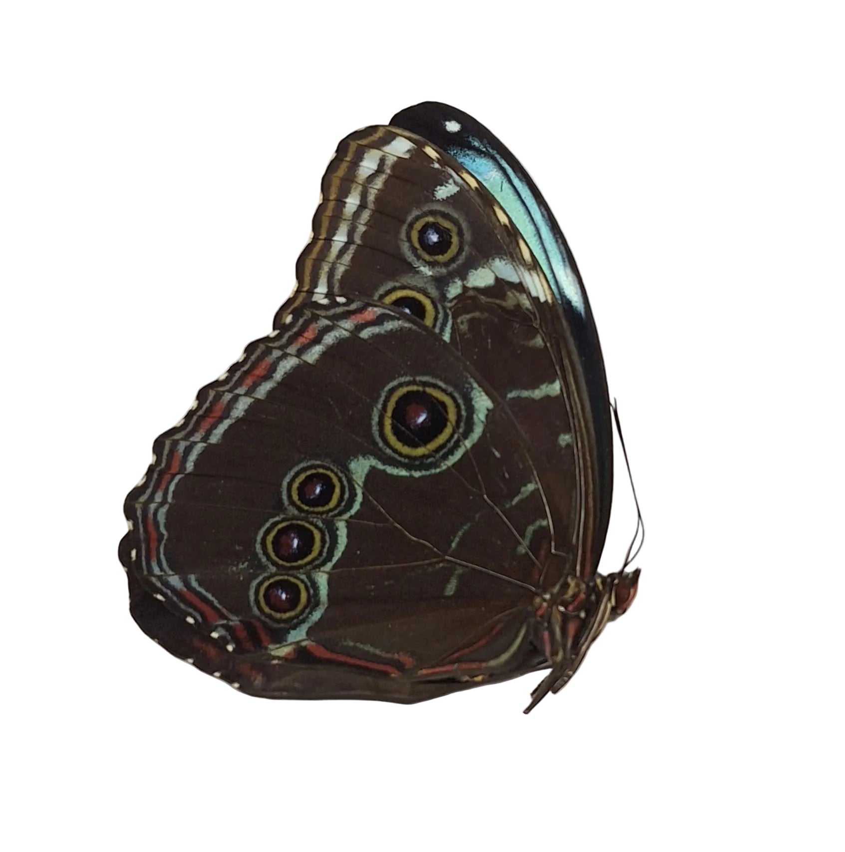 Morpho peleides ♀️/♂️ Onopgezet