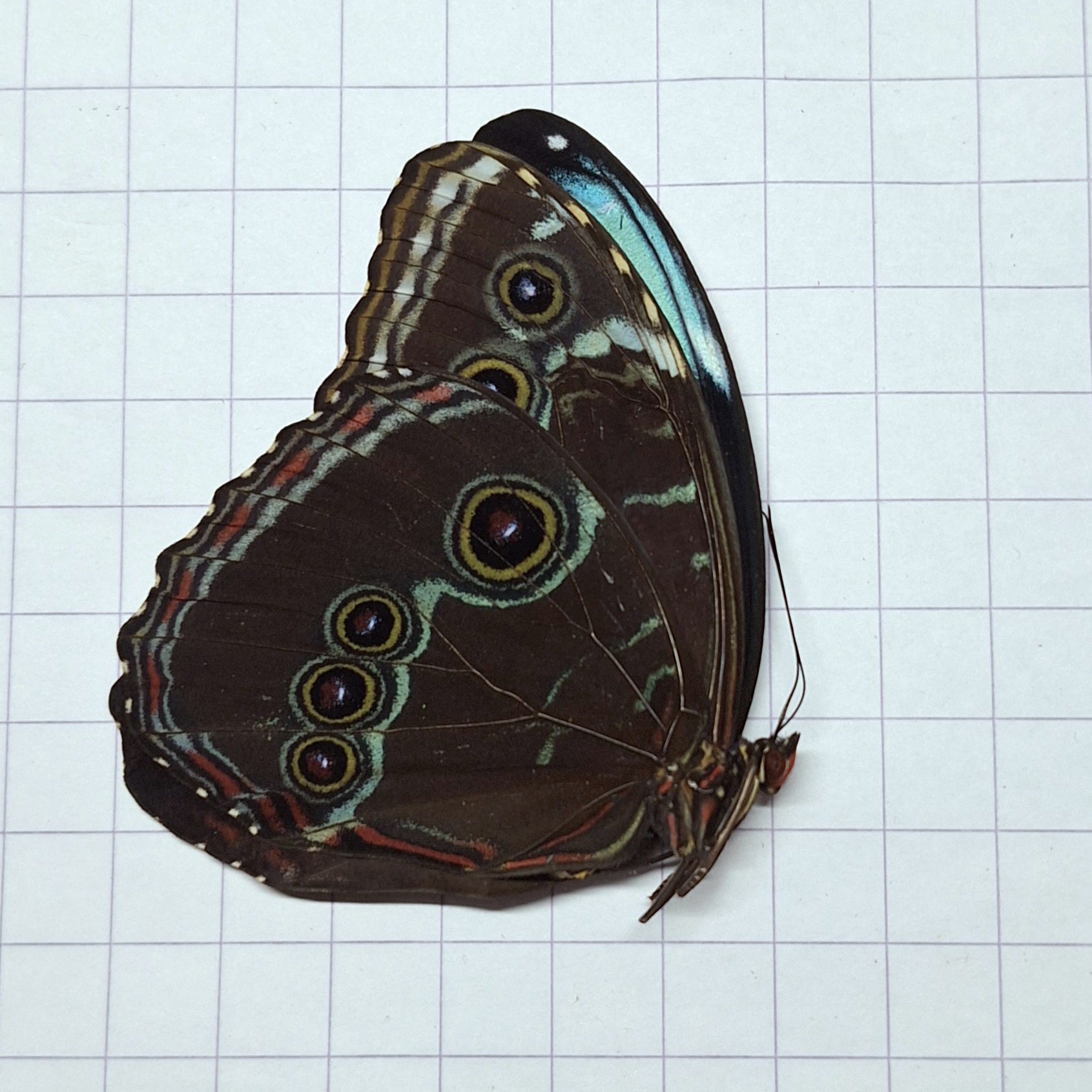 Morpho peleides ♀️/♂️ Onopgezet