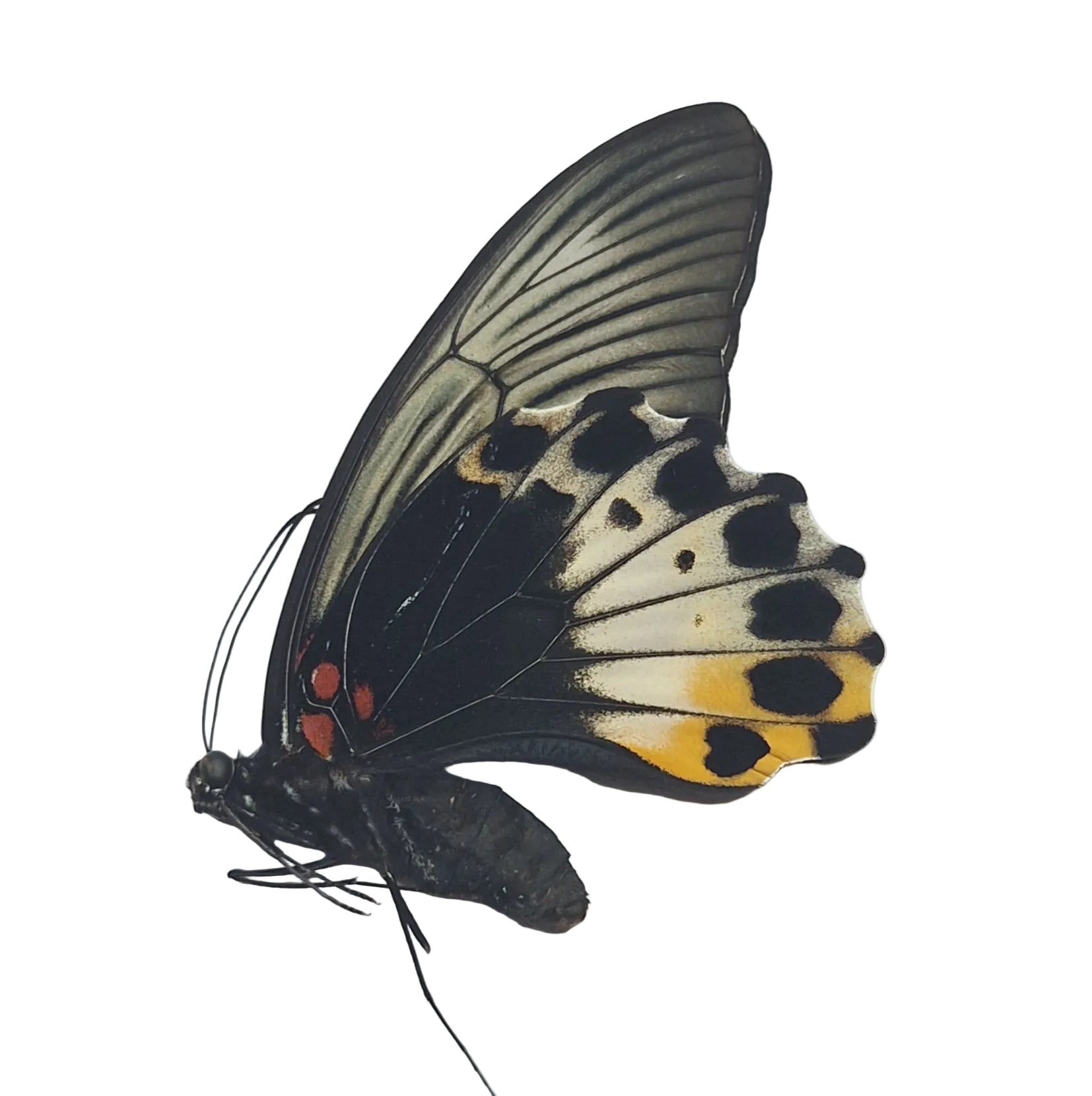Papilio memnon ♀️ (non-mimetic) Onopgezet