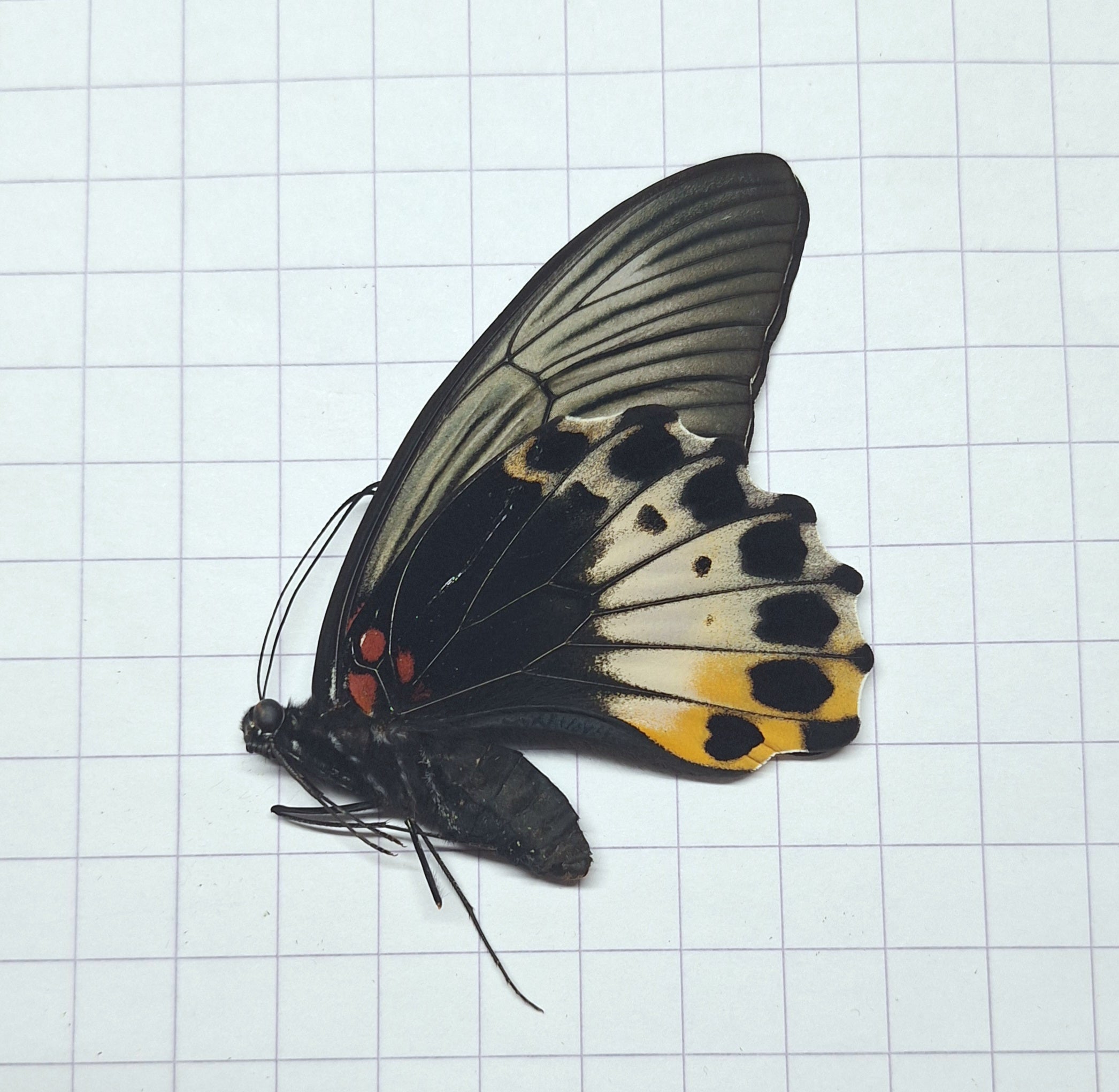 Papilio memnon ♀️ (non-mimetic) Onopgezet