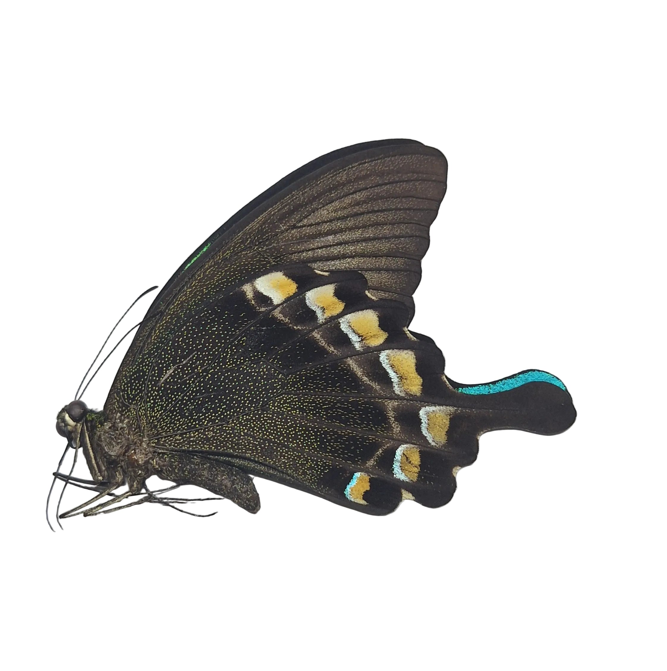 Papilio blumei Onopgezet