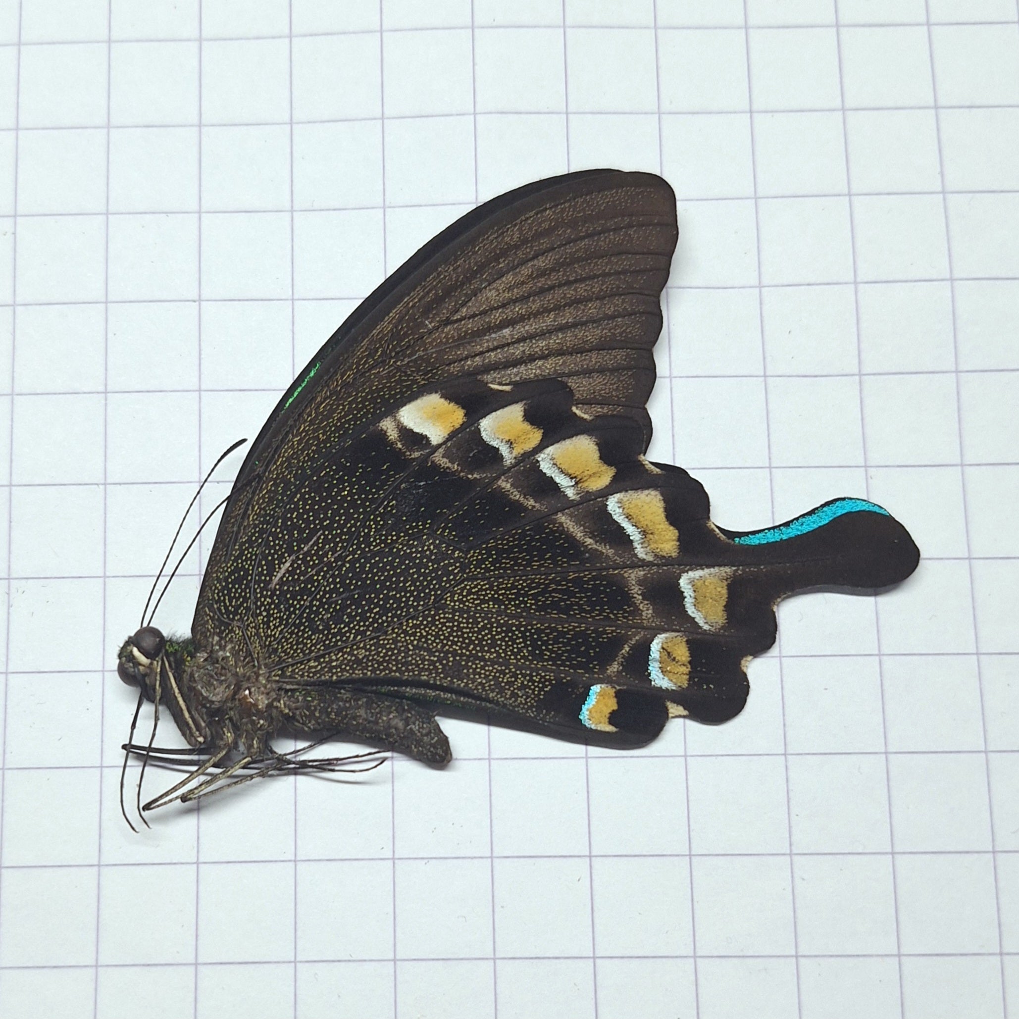 Papilio blumei Onopgezet
