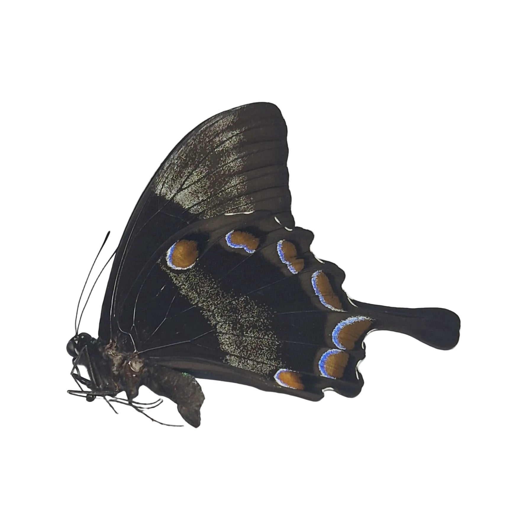 Papilio Ulysess Onopgezet