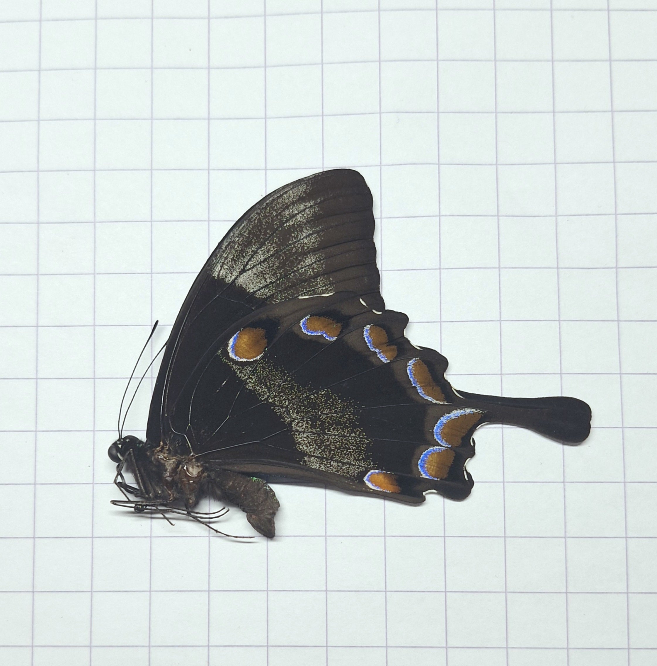 Papilio Ulysess Onopgezet