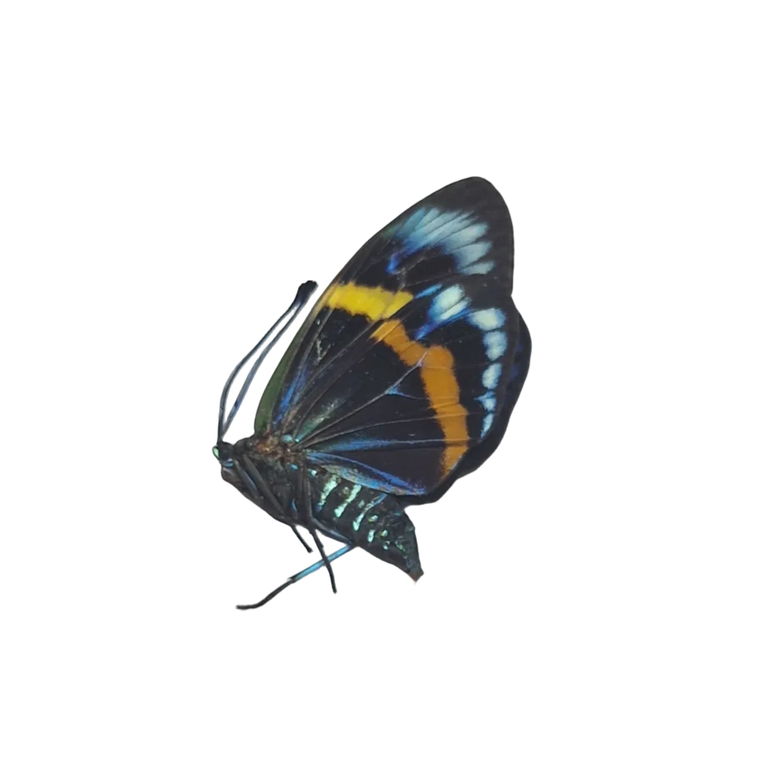 Eterusia repleta Onopgezet