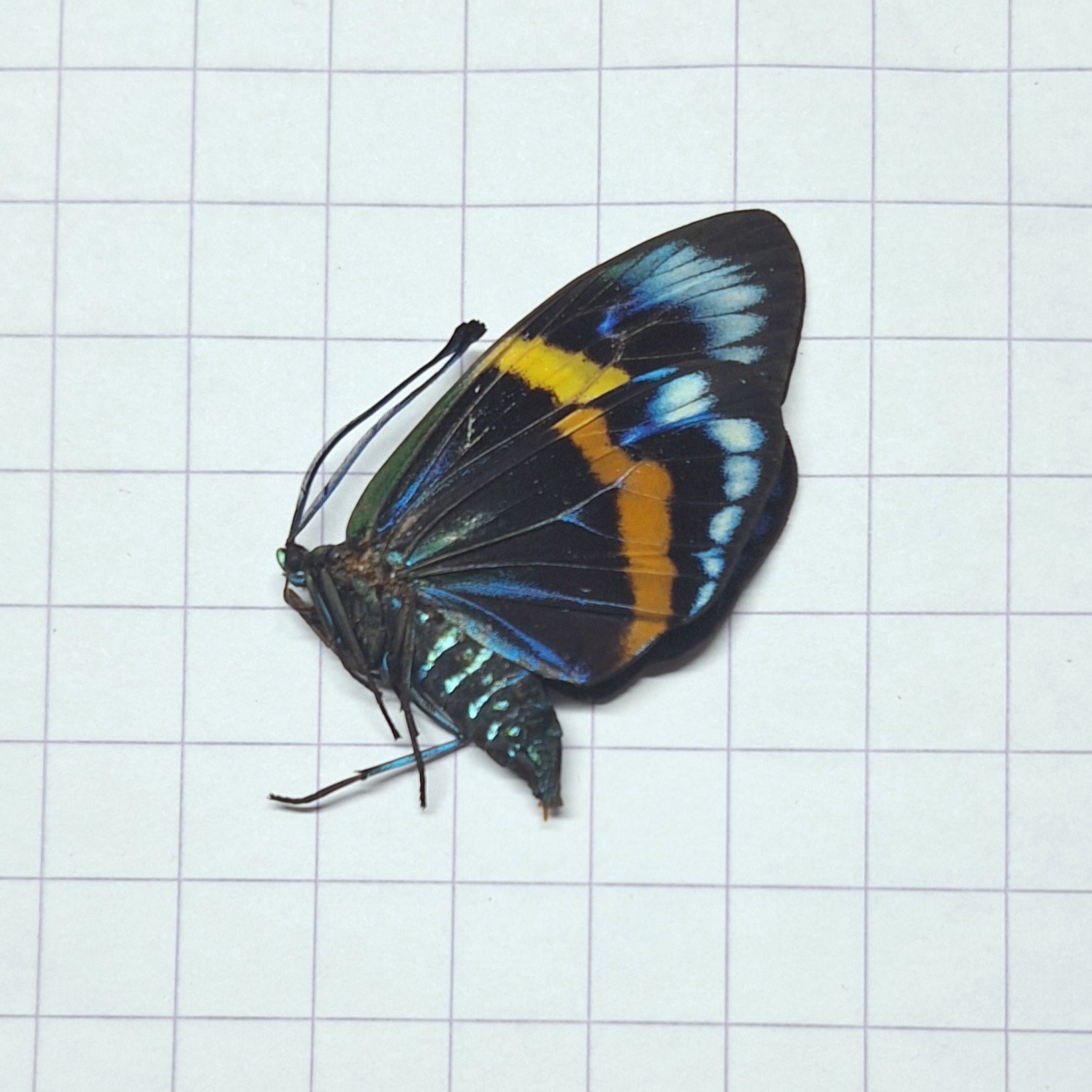 Eterusia repleta Onopgezet