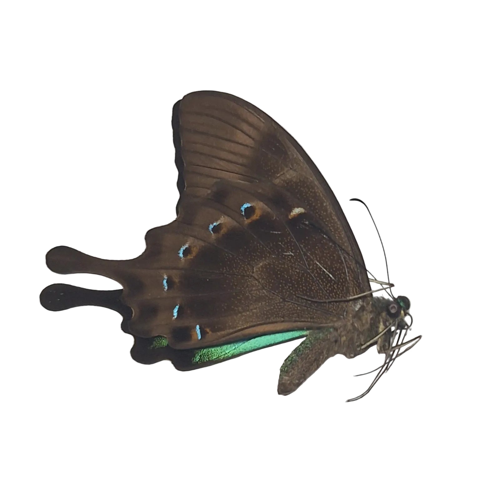 Papilio lorquinianus Onopgezet