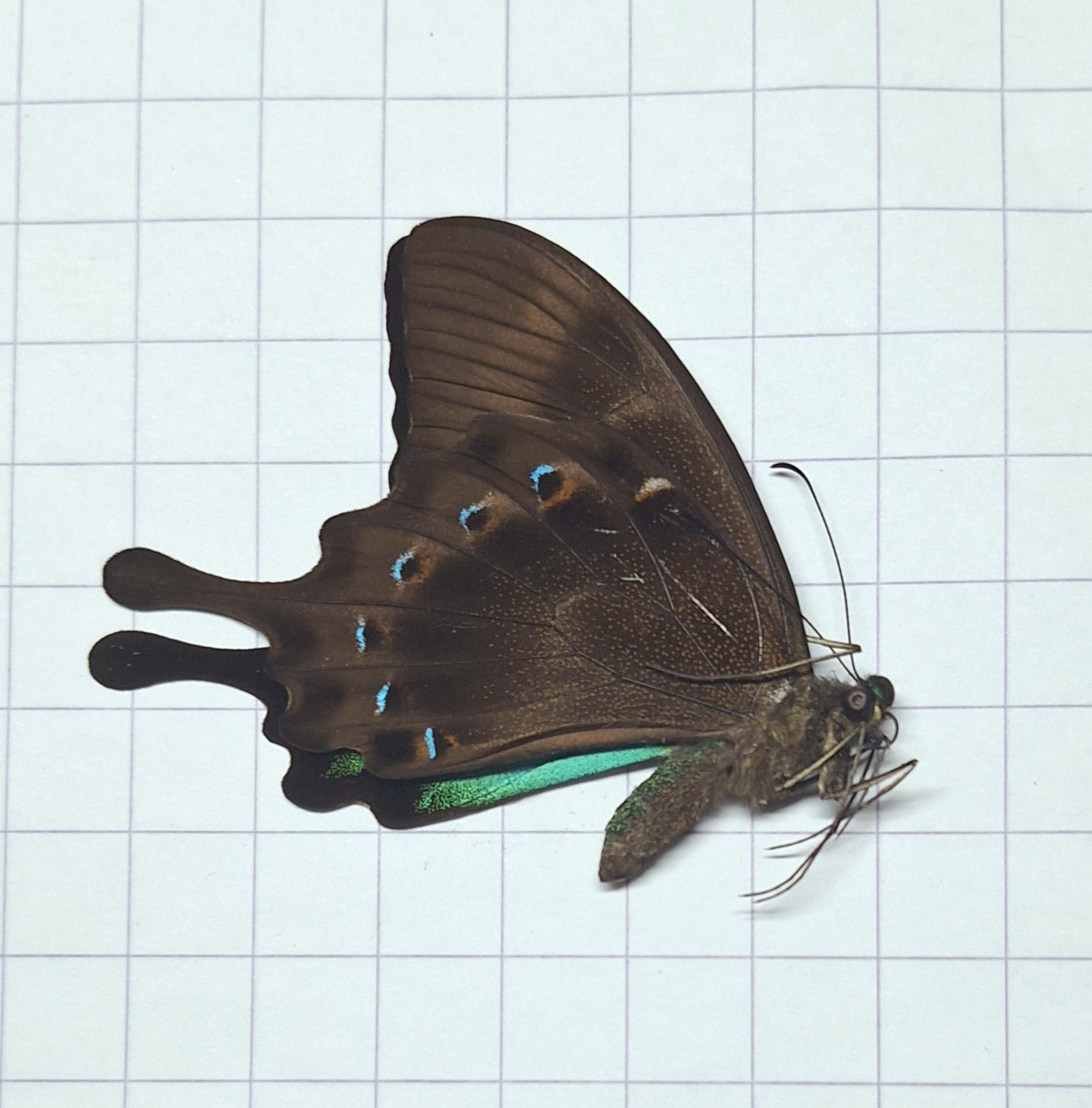 Papilio lorquinianus Onopgezet