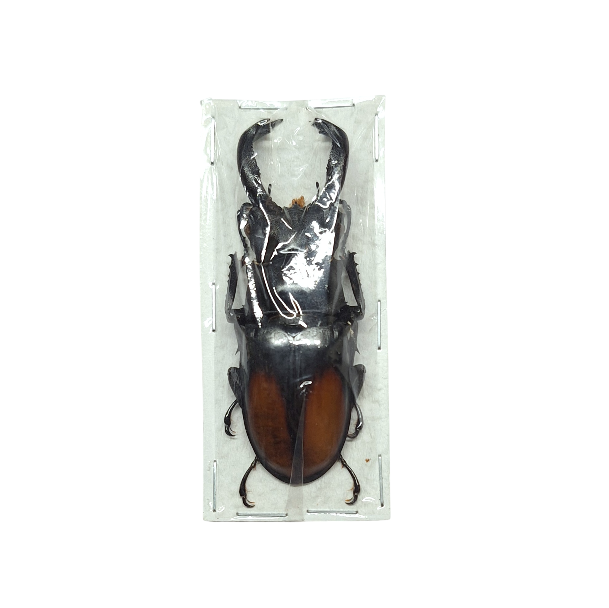 Hexarthrius parryi Onopgezet