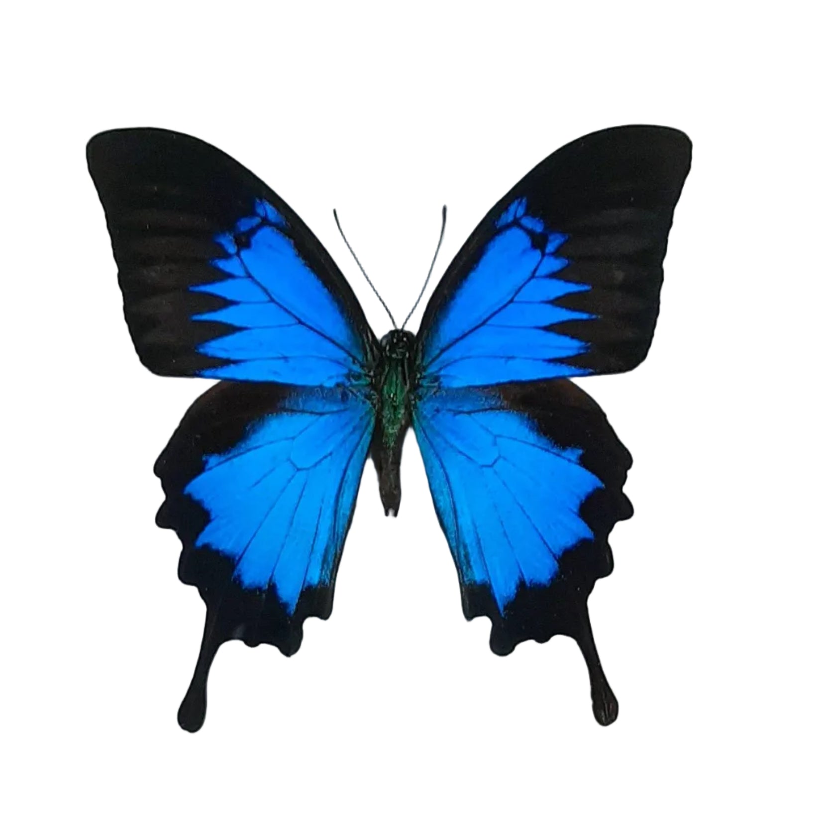Papilio Ulysess Onopgezet