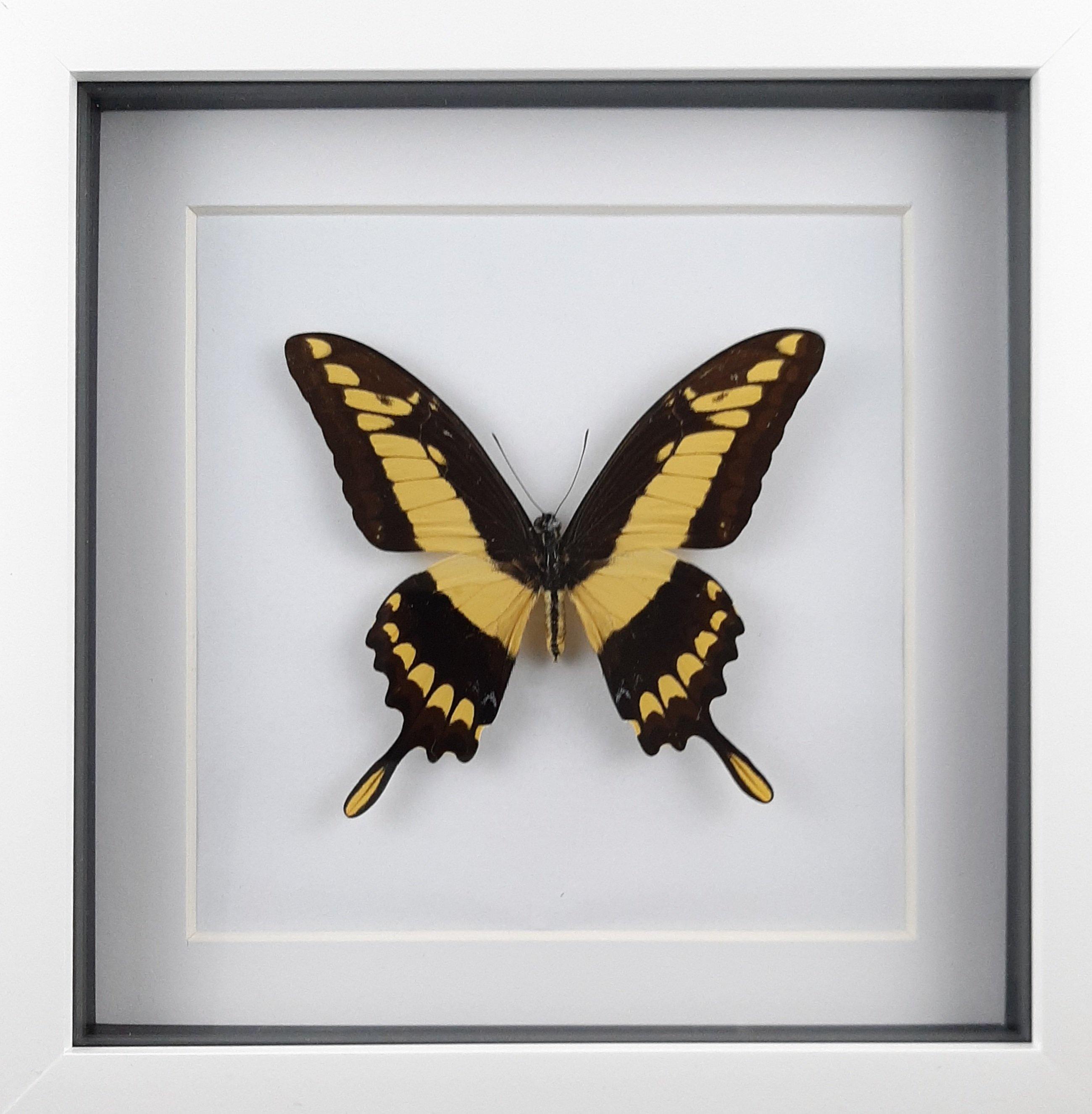 Papilio thoas cinyras - silent pets