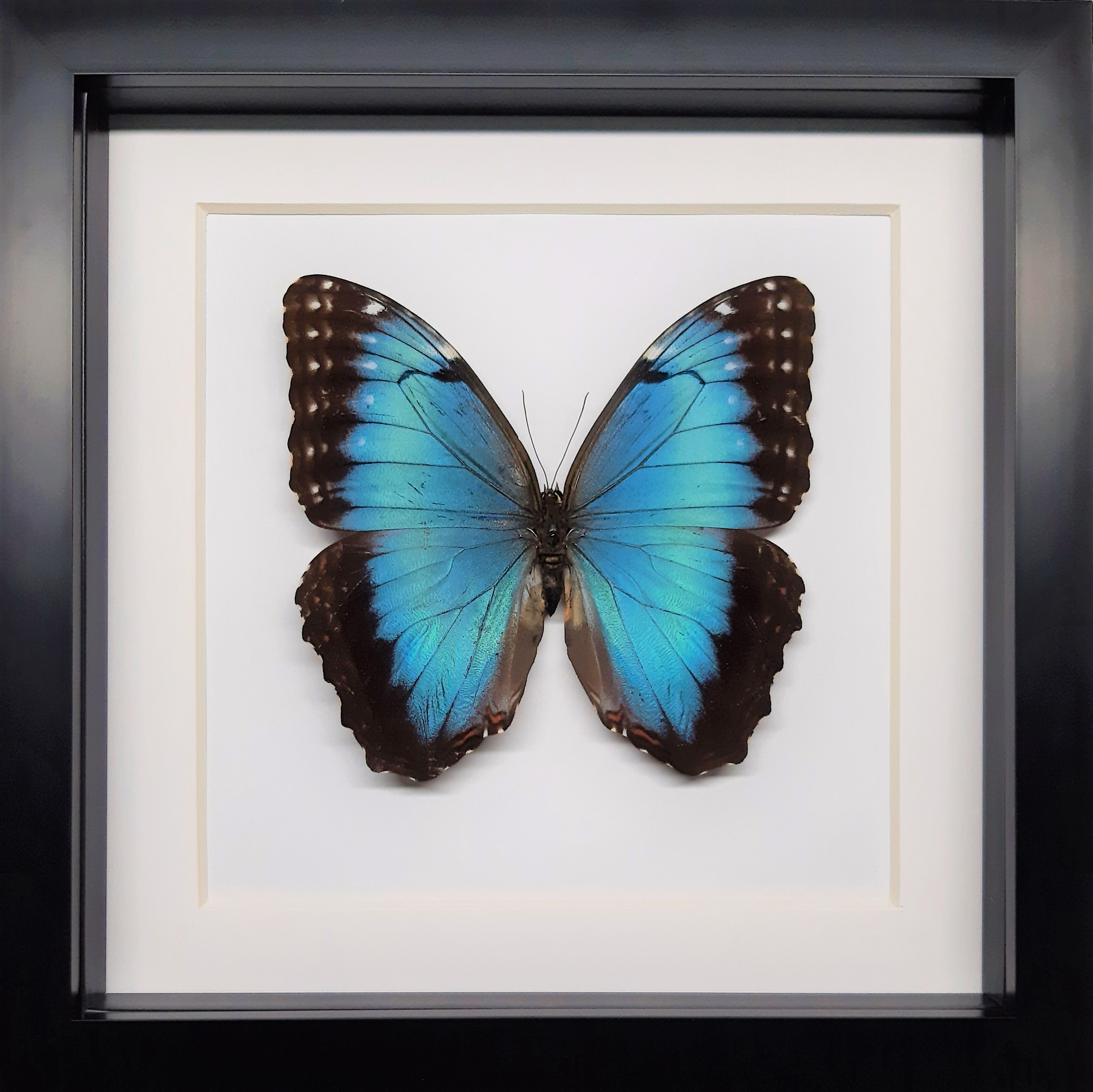 Morpho peleides ♀️/♂️ Onopgezet