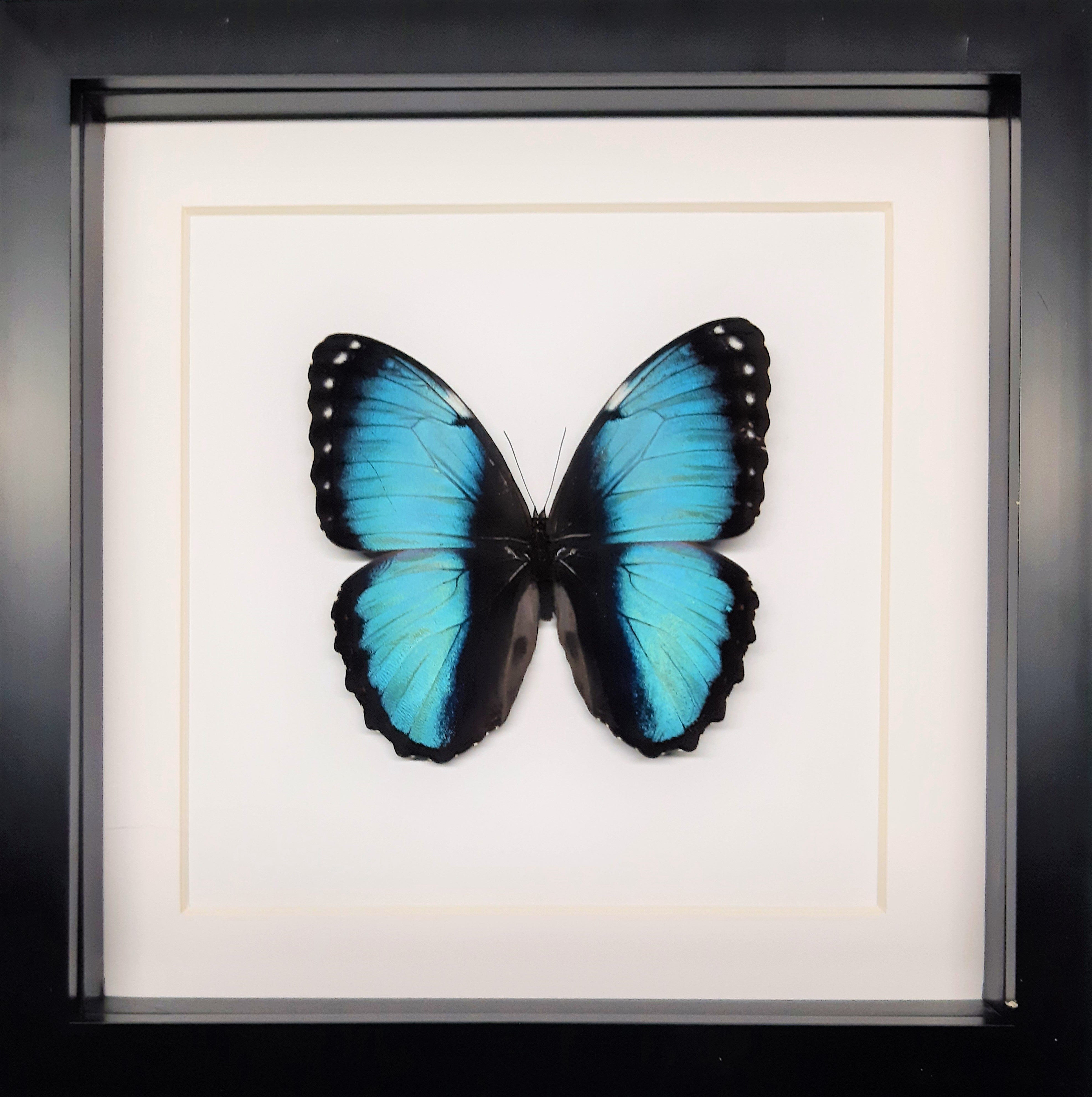 Morpho peleides ♀️/♂️ Onopgezet