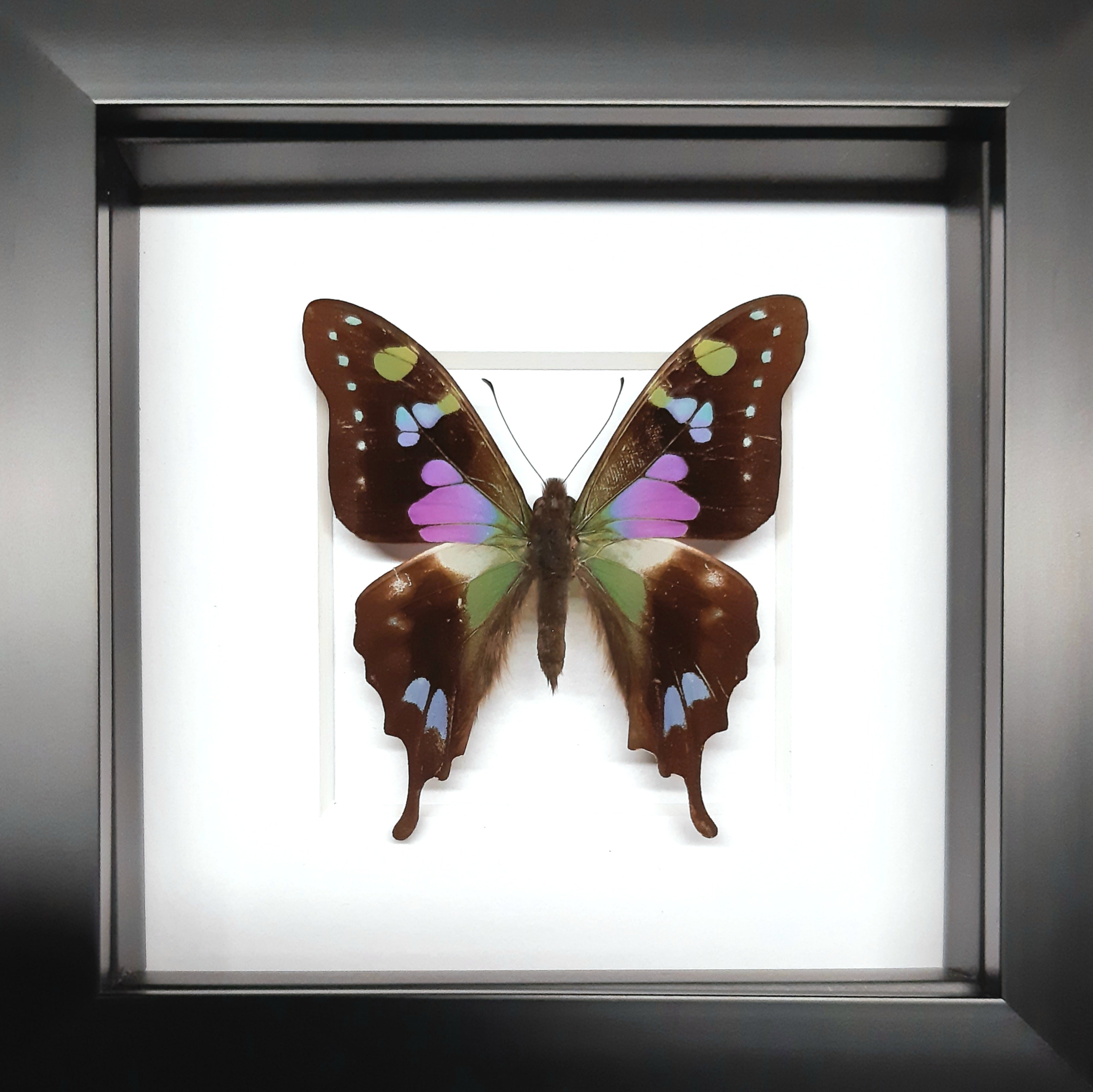Graphium weiskei Onopgezet