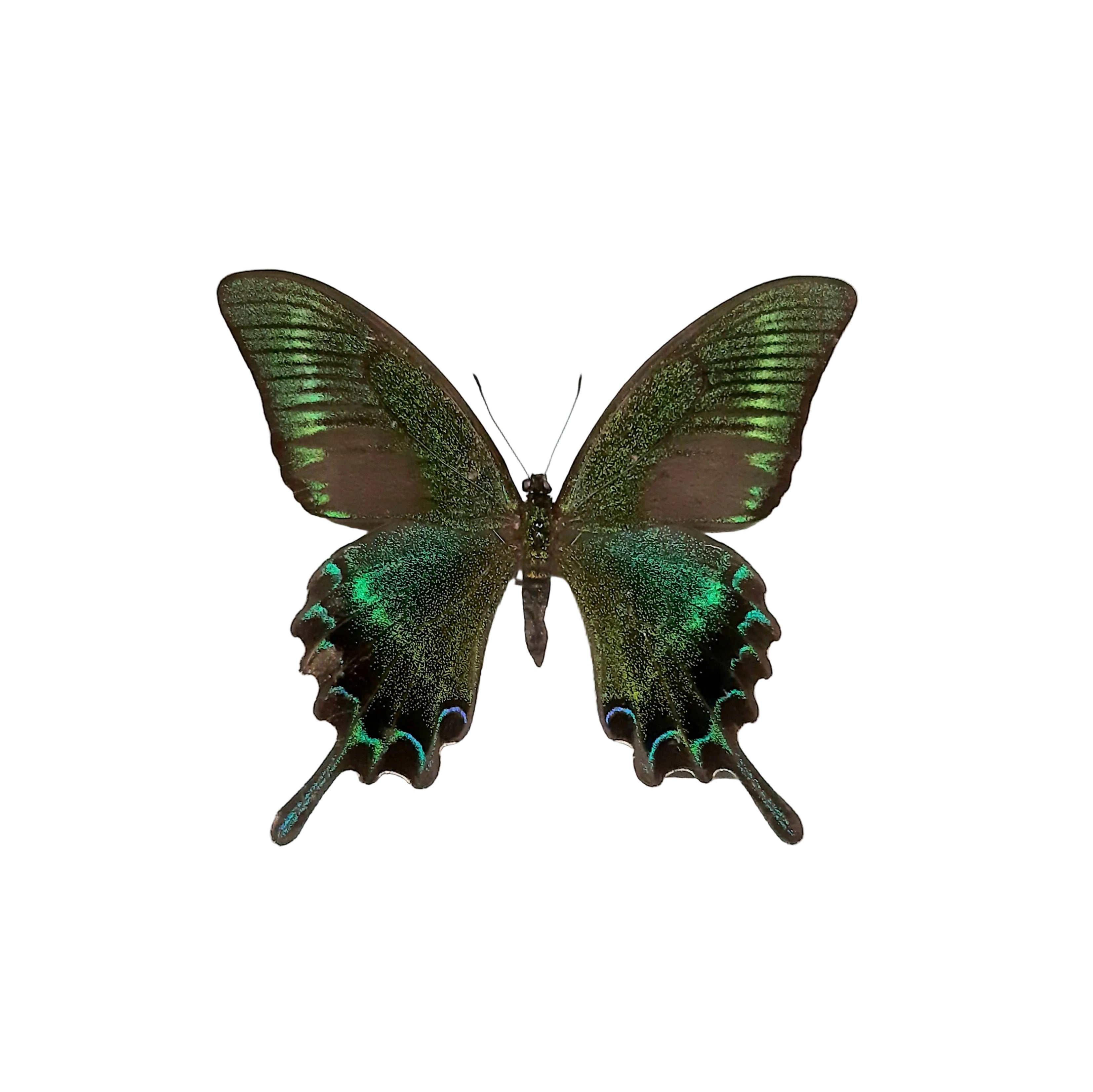 Papilio maackii Onopgezet