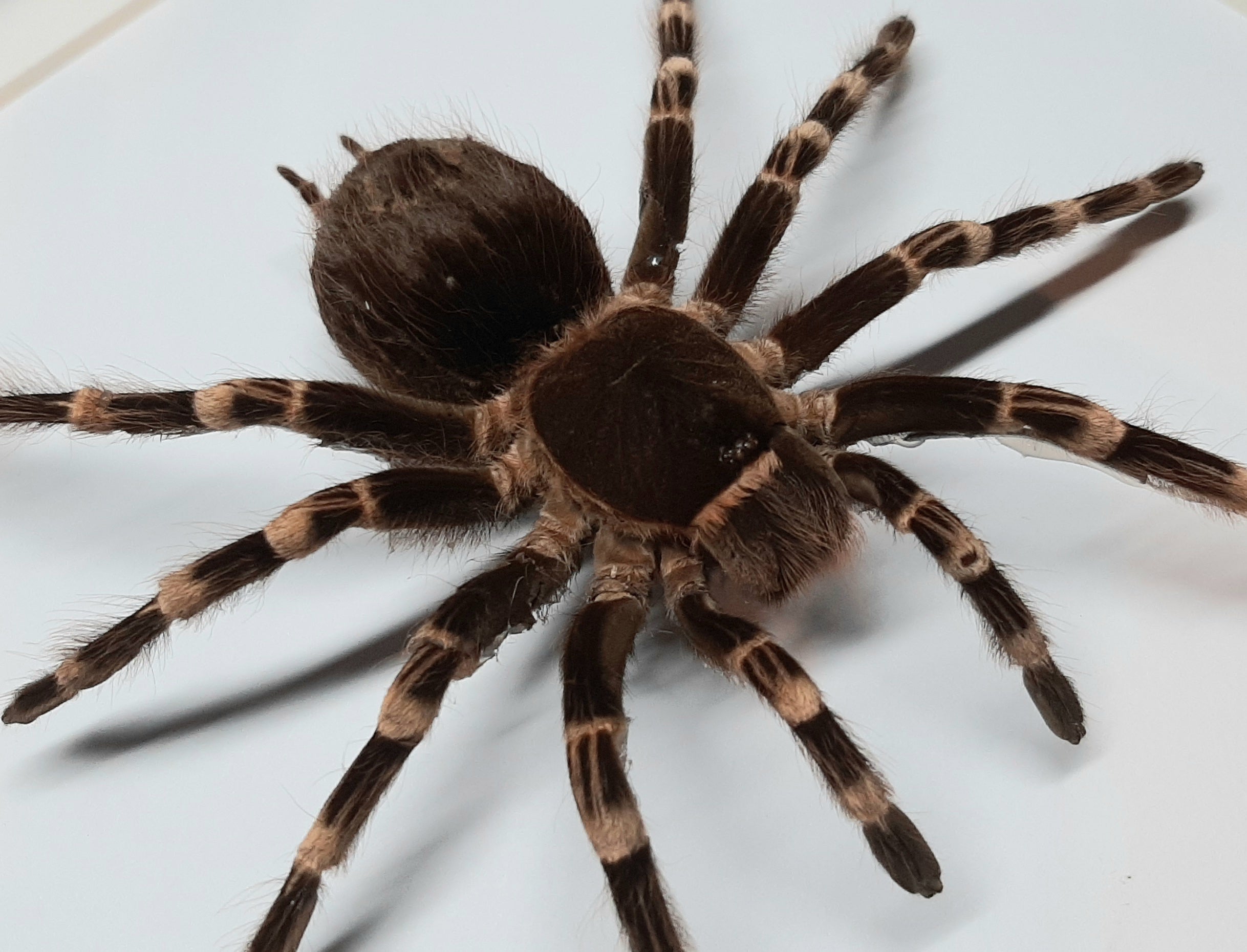Braziliaanse witknie vogelspin Acanthoscurria geniculata